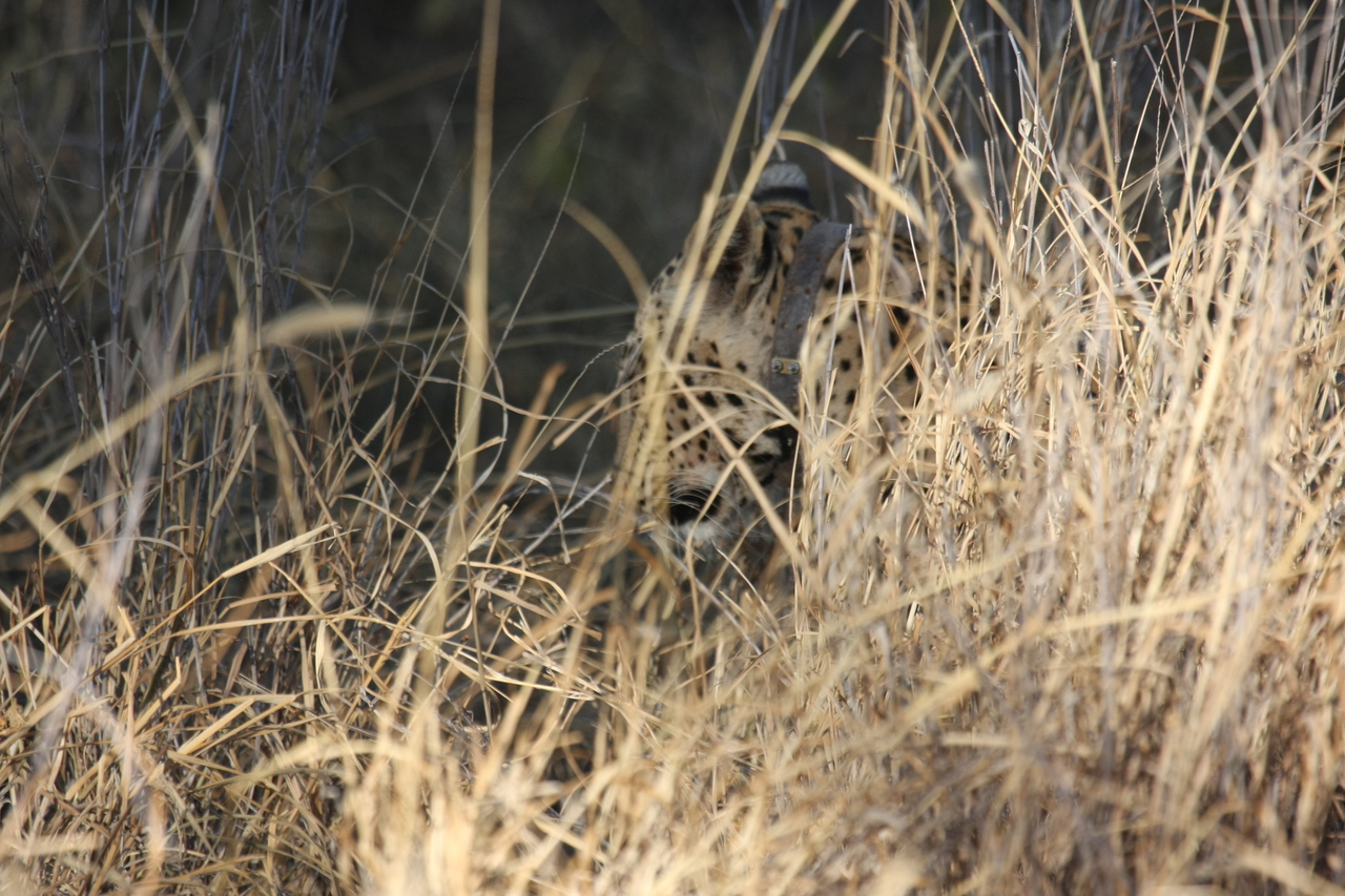 [2949] 2016_06_22_11_07_31_Africa_Canon_EOS_40D_IMG__08117.jpg