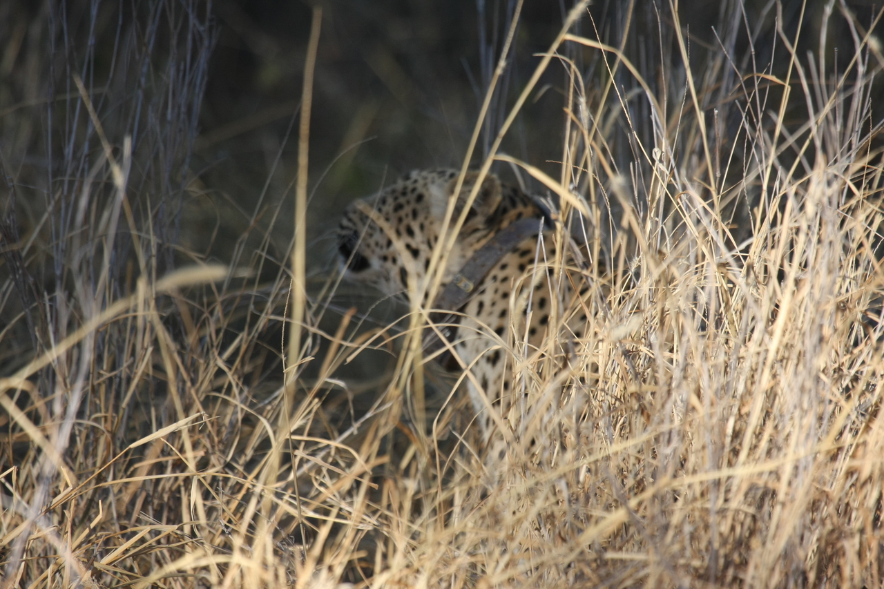 [2955] 2016_06_22_11_07_40_Africa_Canon_EOS_40D_IMG__08119.jpg