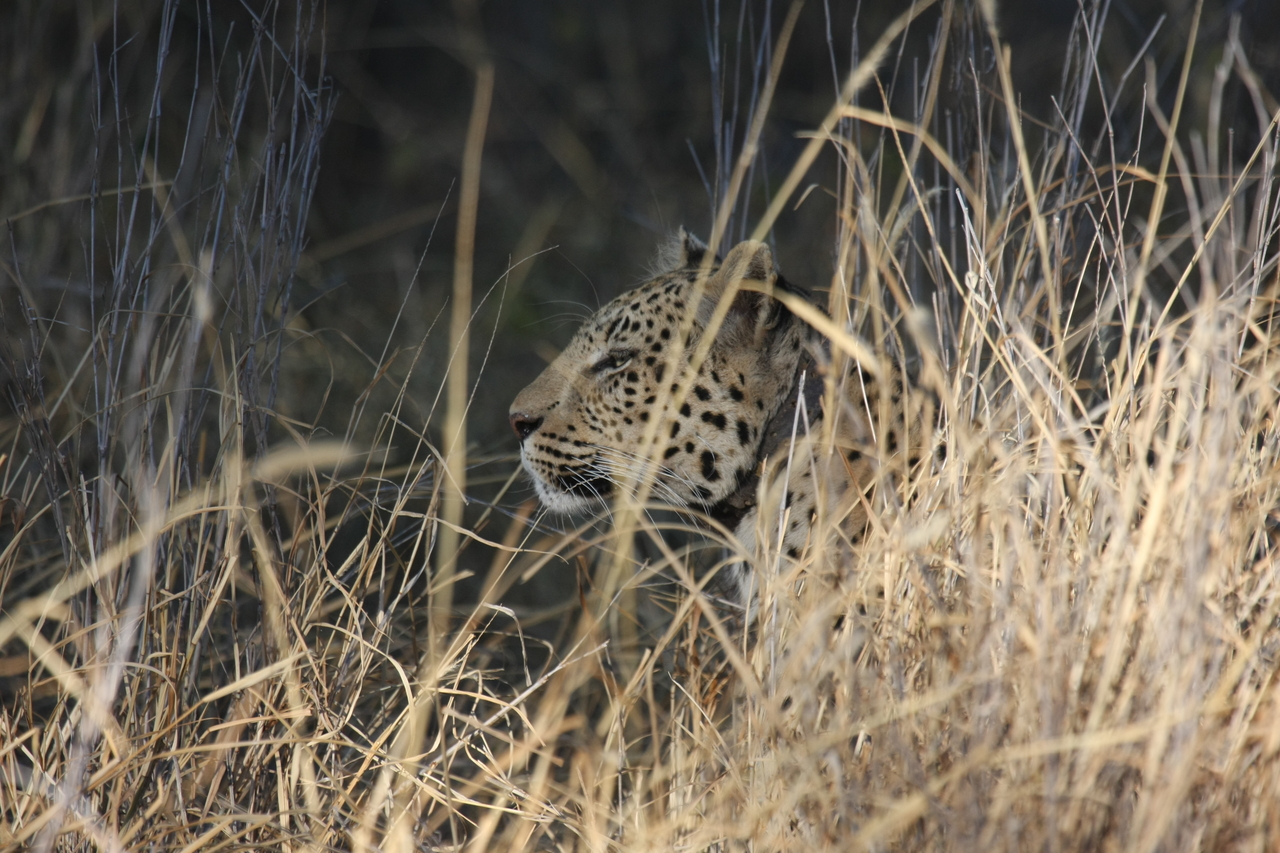 [2957] 2016_06_22_11_08_01_Africa_Canon_EOS_40D_IMG__00673.jpg