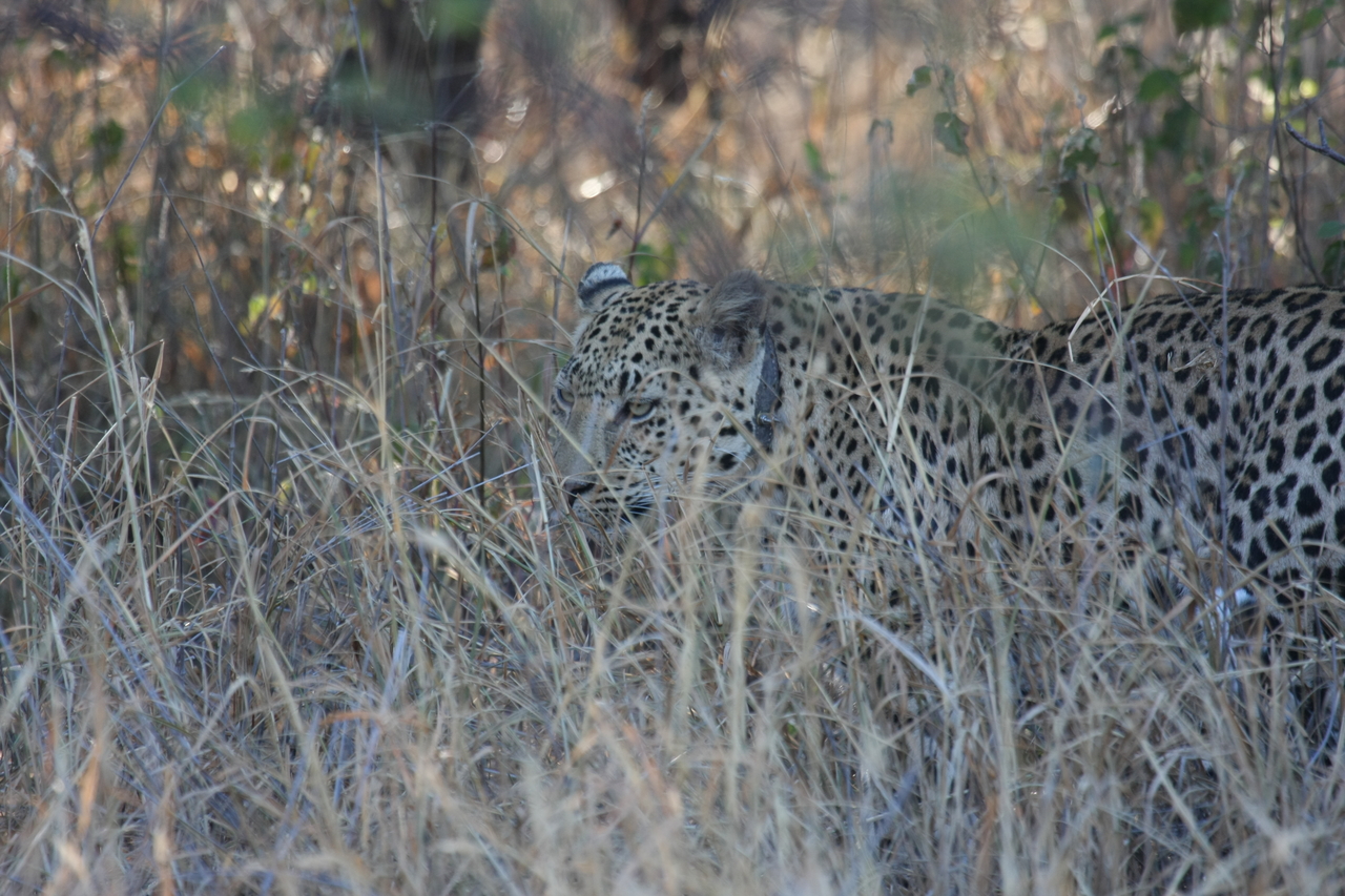 [2974] 2016_06_22_11_10_50_Africa_Canon_EOS_40D_IMG__08122.jpg