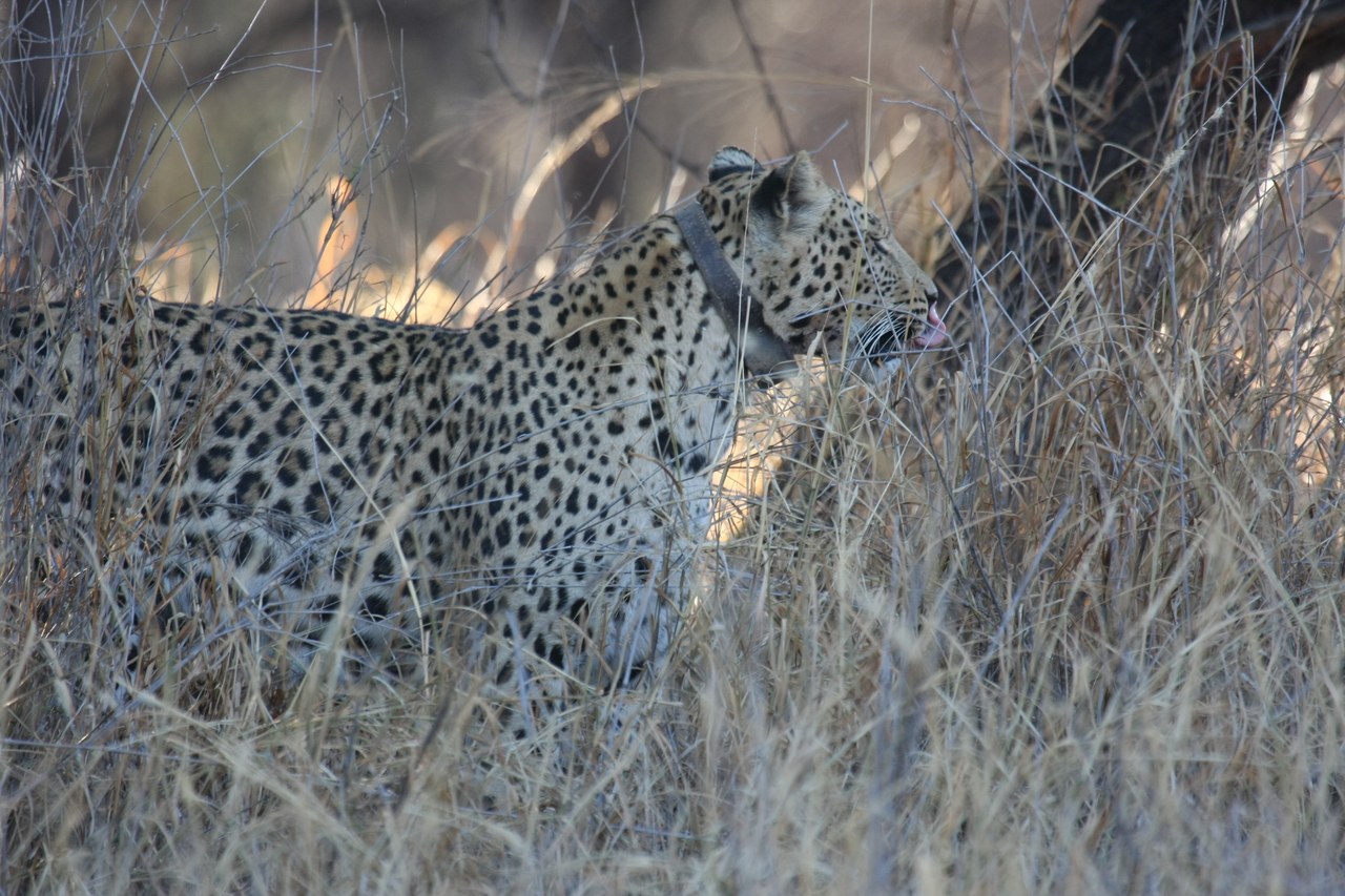 [2978] 2016_06_22_11_11_25_Africa_Canon_EOS_40D_IMG__00660.jpg