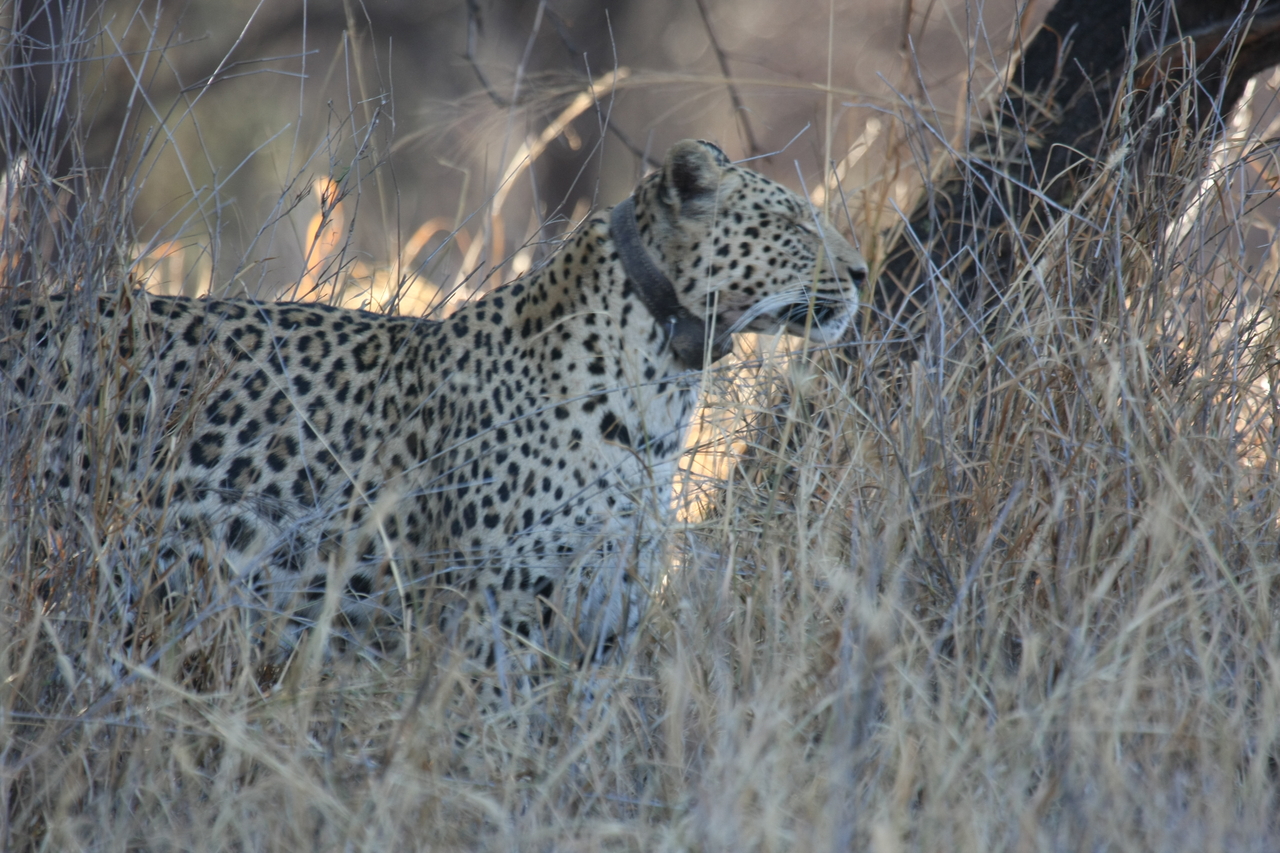 [2983] 2016_06_22_11_11_25_Africa_Canon_EOS_40D_IMG__08125.jpg