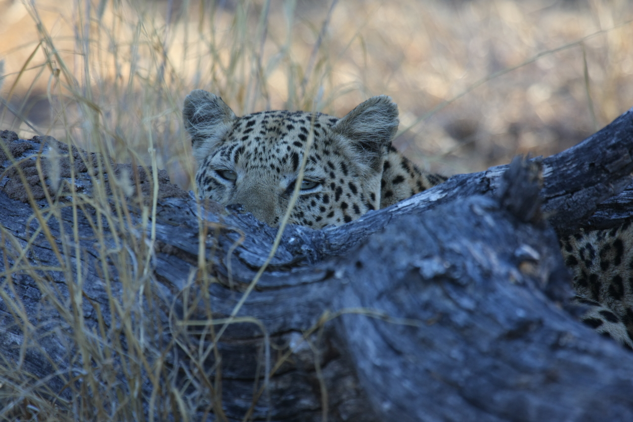 [2993] 2016_06_22_11_18_04_Africa_Canon_EOS_40D_IMG__00681.jpg