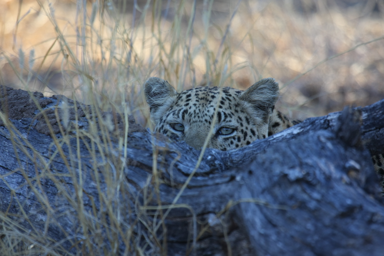 [3006] 2016_06_22_11_18_23_Africa_Canon_EOS_40D_IMG__08132.jpg