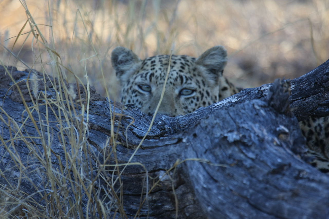 [3021] 2016_06_22_11_18_33_Africa_Canon_EOS_40D_IMG__08135.jpg