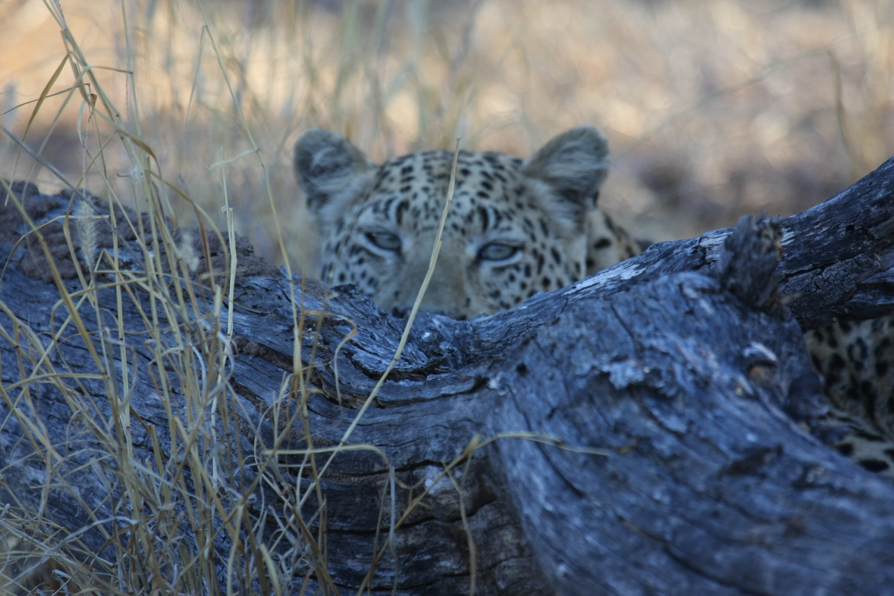 [3022] 2016_06_22_11_18_33_Africa_Canon_EOS_40D_IMG__08136.jpg