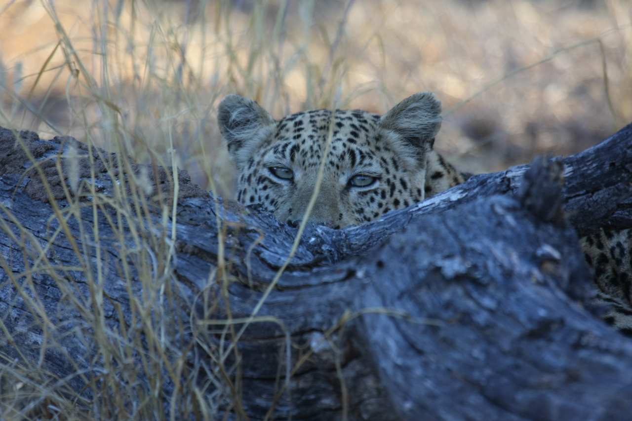 [3023] 2016_06_22_11_18_34_Africa_Canon_EOS_40D_IMG__00671.jpg