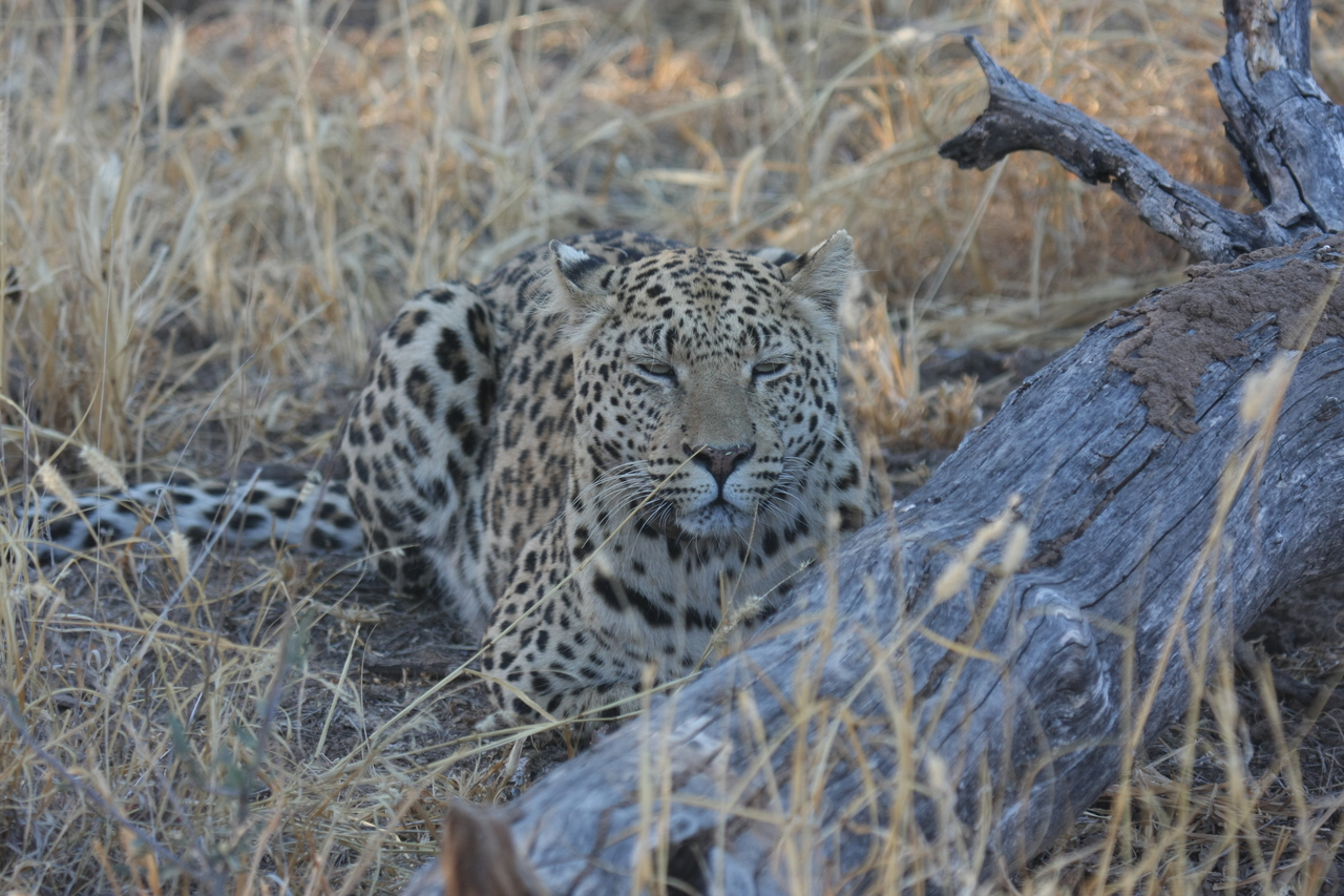 [3045] 2016_06_22_11_22_23_Africa_Canon_EOS_40D_IMG__00679.jpg