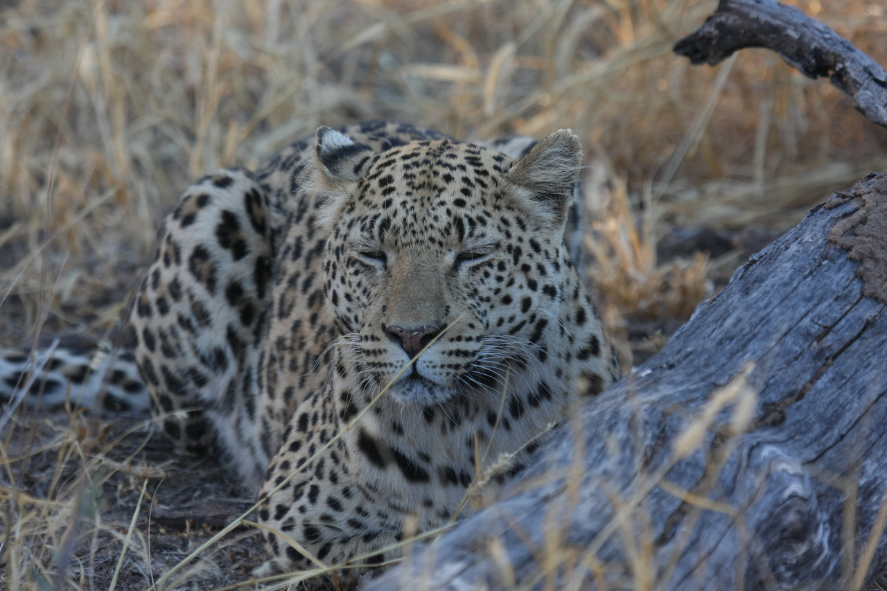 [3060] 2016_06_22_11_22_27_Africa_Canon_EOS_40D_IMG__00702.jpg