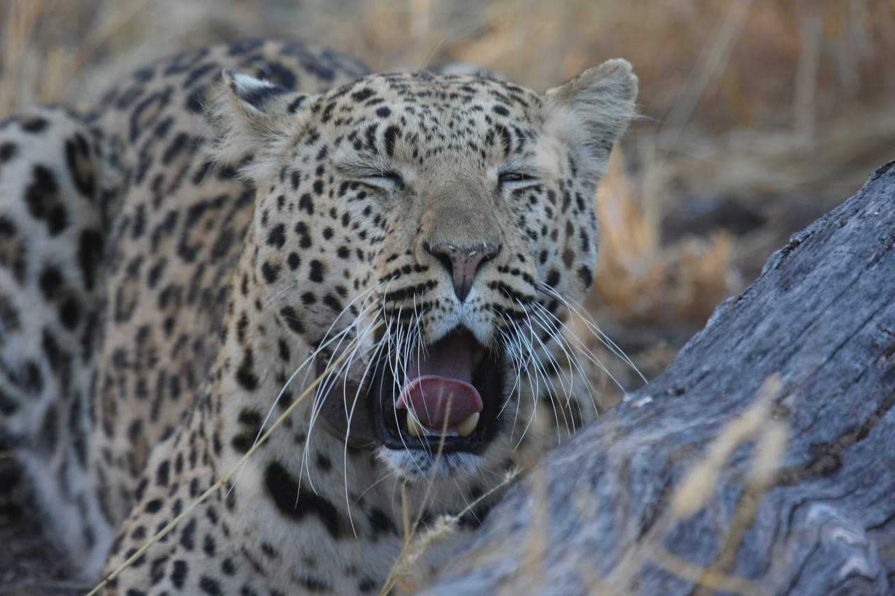 [3064] 2016_06_22_11_22_33_Africa_Canon_EOS_40D_IMG__00686.jpg