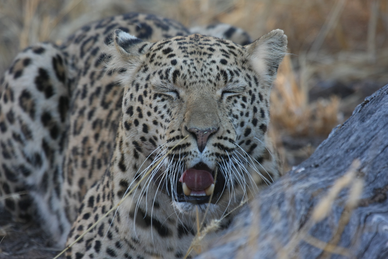 [3066] 2016_06_22_11_22_33_Africa_Canon_EOS_40D_IMG__00704.jpg