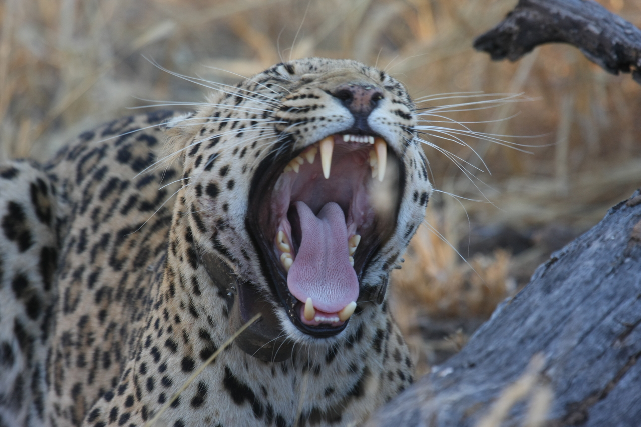 [3076] 2016_06_22_11_22_34_Africa_Canon_EOS_40D_IMG__00708.jpg