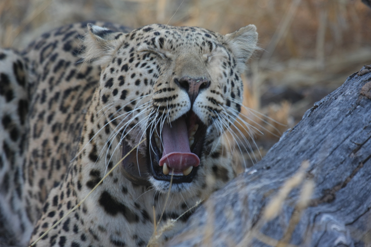 [3077] 2016_06_22_11_22_34_Africa_Canon_EOS_40D_IMG__08153.jpg