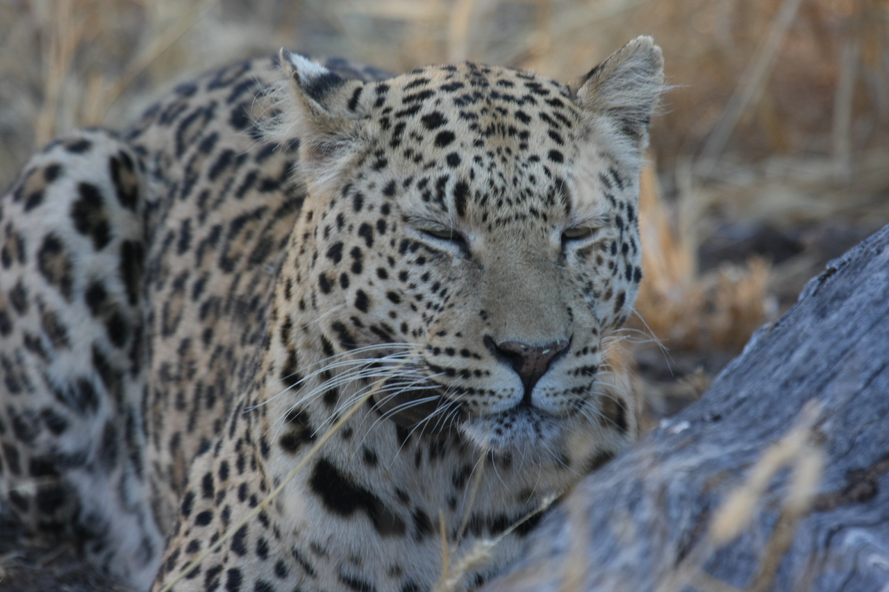 [3083] 2016_06_22_11_22_37_Africa_Canon_EOS_40D_IMG__00691.jpg