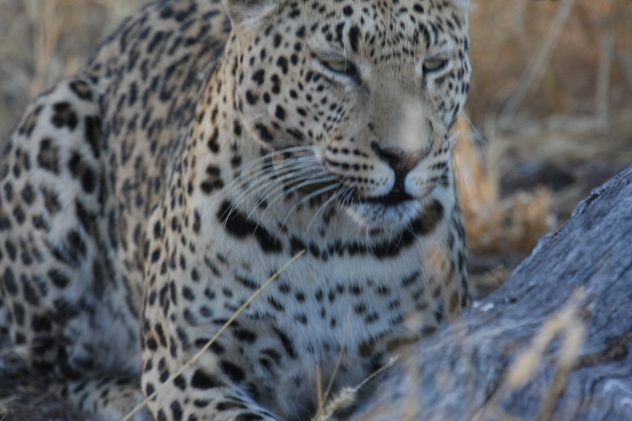 [3084] 2016_06_22_11_22_37_Africa_Canon_EOS_40D_IMG__00692.jpg