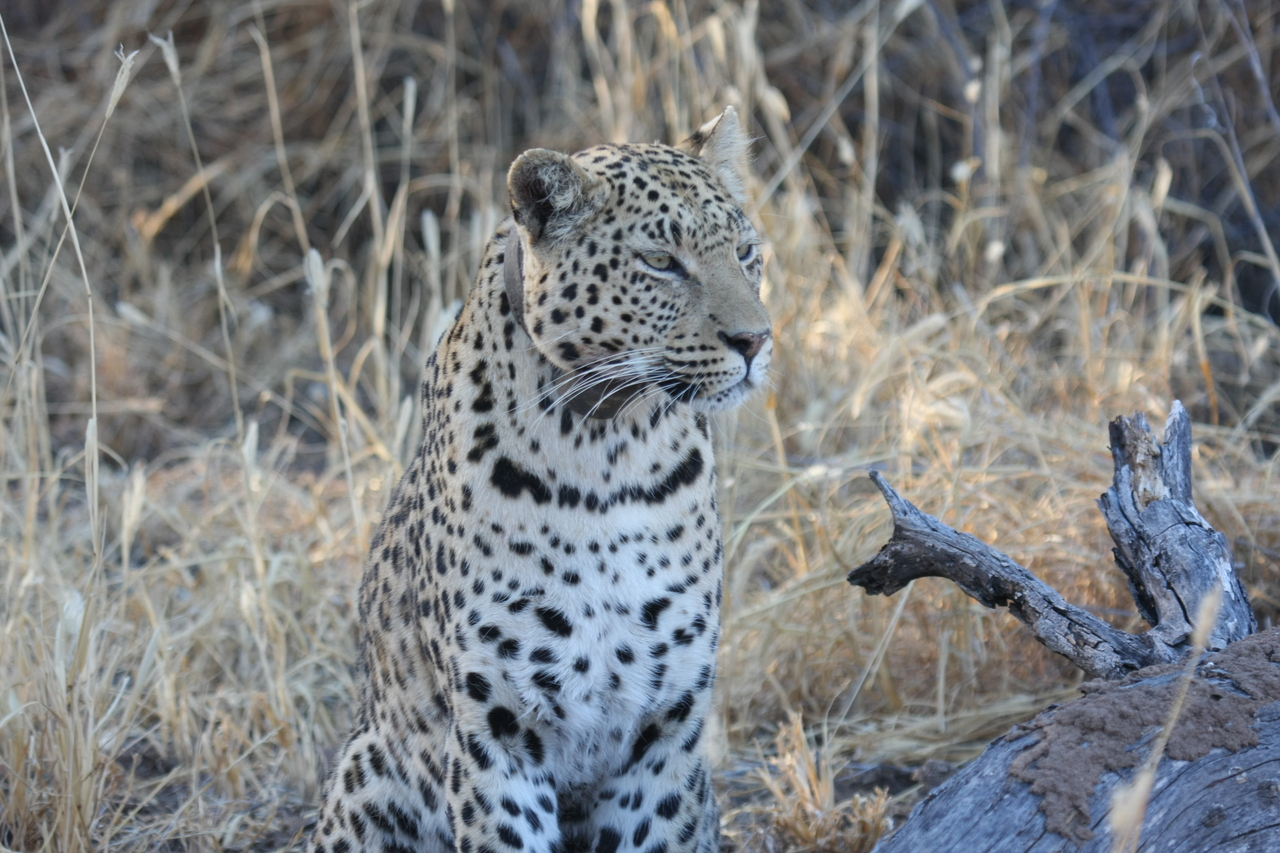 [3090] 2016_06_22_11_22_41_Africa_Canon_EOS_40D_IMG__00712.jpg