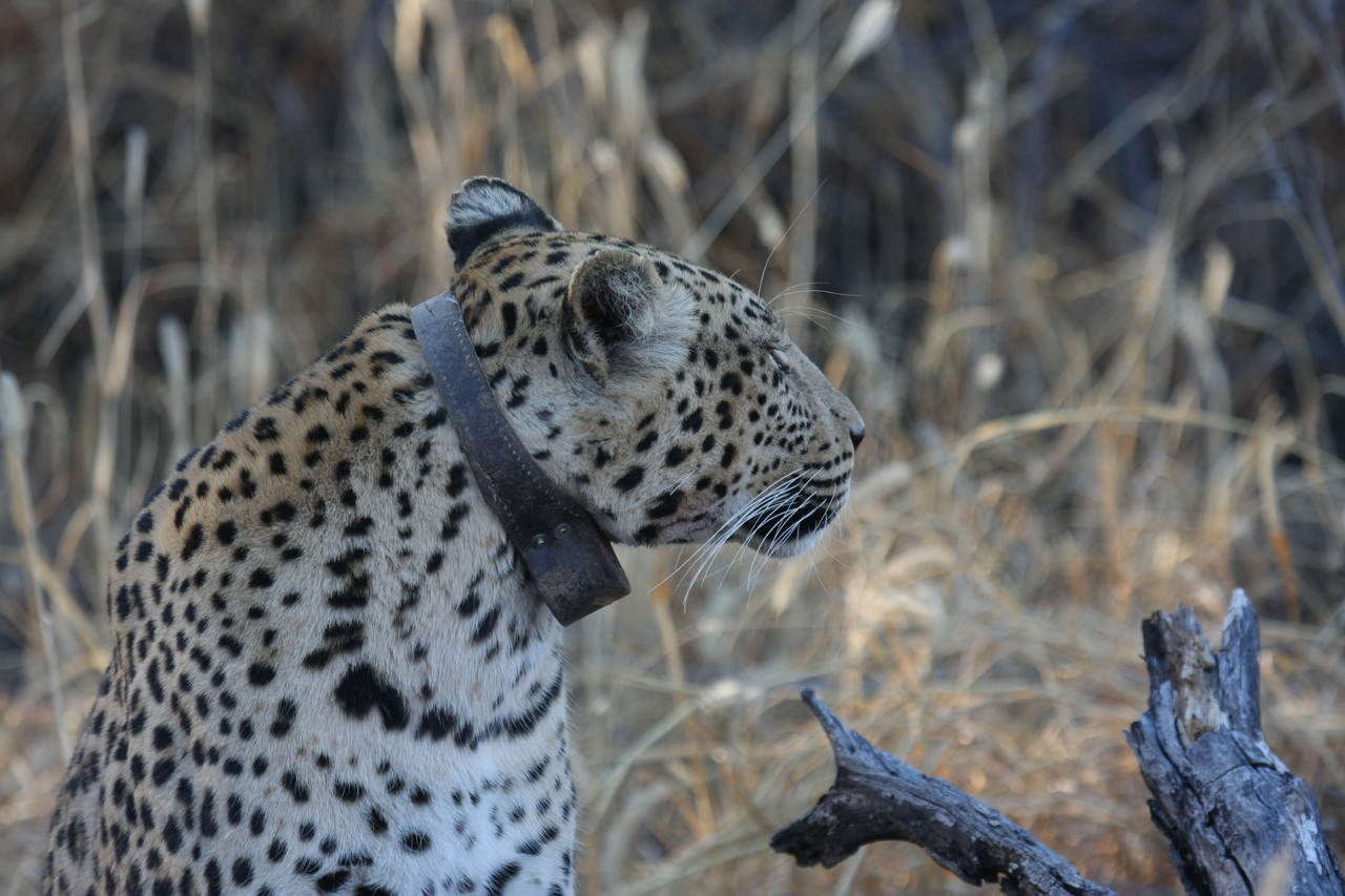 [3118] 2016_06_22_11_22_52_Africa_Canon_EOS_40D_IMG__00720.jpg