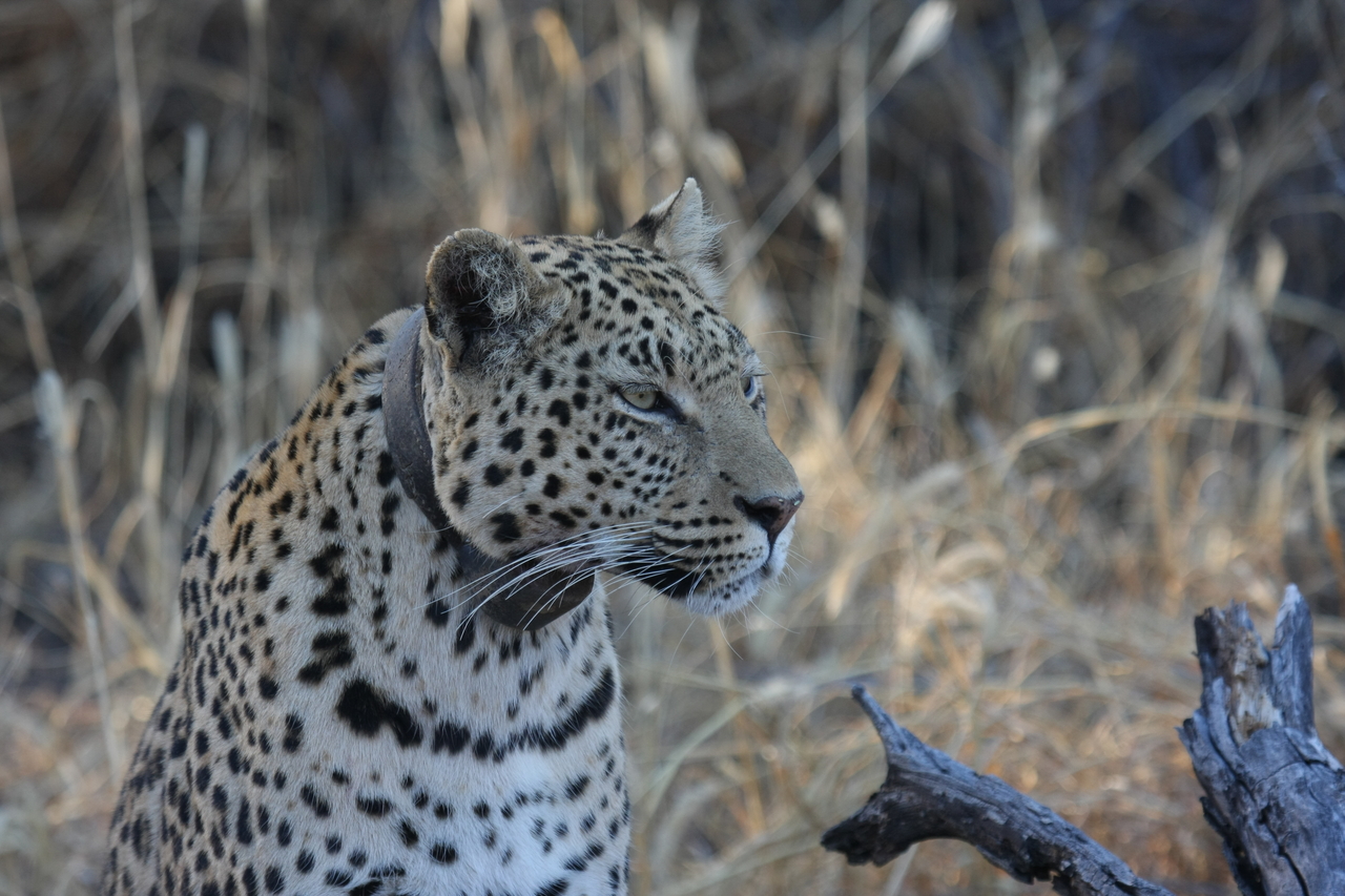 [3124] 2016_06_22_11_22_57_Africa_Canon_EOS_40D_IMG__00722.jpg