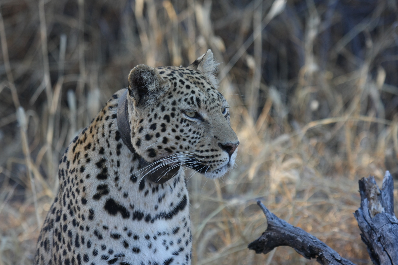 [3128] 2016_06_22_11_22_57_Africa_Canon_EOS_40D_IMG__08170.jpg