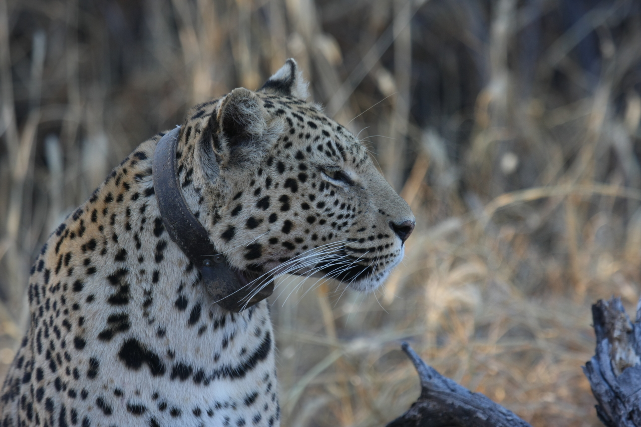 [3139] 2016_06_22_11_23_01_Africa_Canon_EOS_40D_IMG__08173.jpg