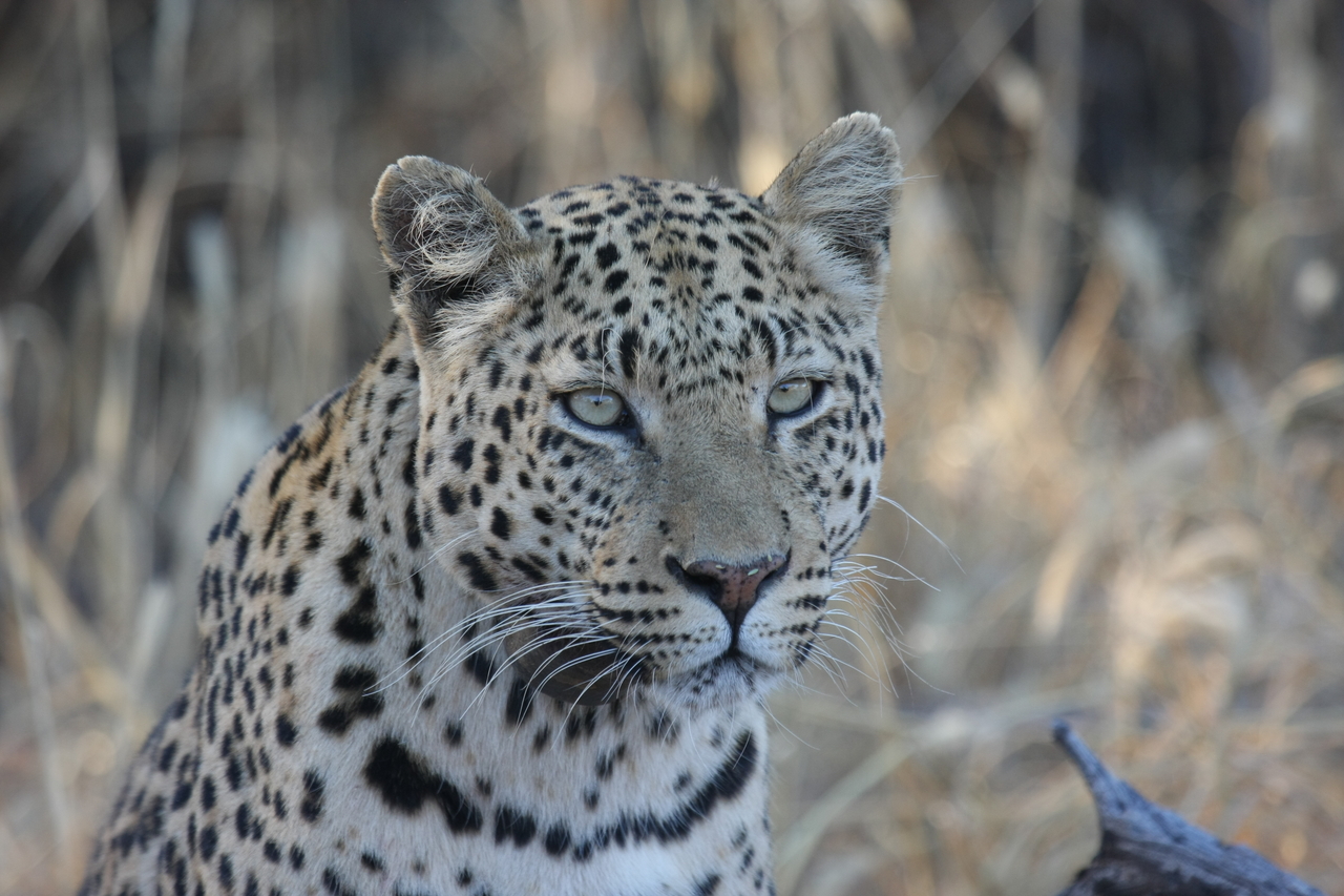 [3146] 2016_06_22_11_23_08_Africa_Canon_EOS_40D_IMG__00730.jpg