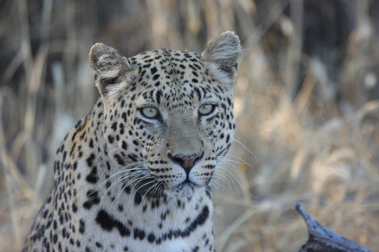 [3163] 2016_06_22_11_23_10_Africa_Canon_EOS_40D_IMG__08181.jpg