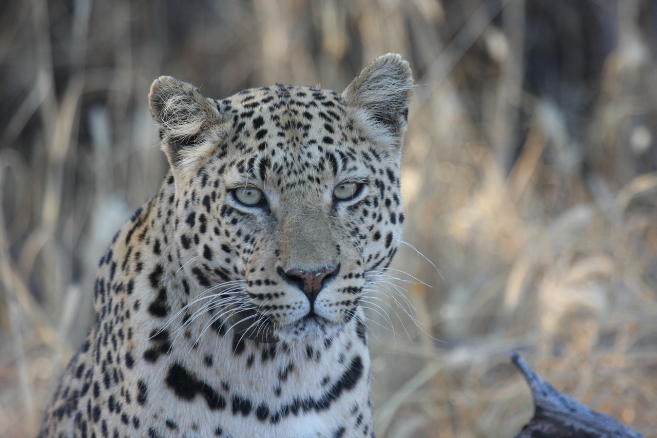 [3164] 2016_06_22_11_23_10_Africa_Canon_EOS_40D_IMG__08182.jpg