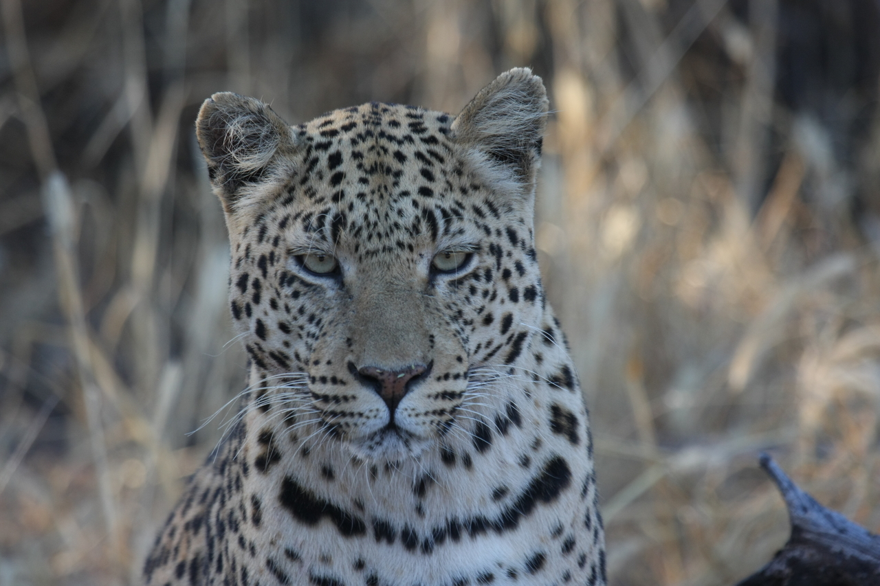 [3176] 2016_06_22_11_23_15_Africa_Canon_EOS_40D_IMG__08186.jpg