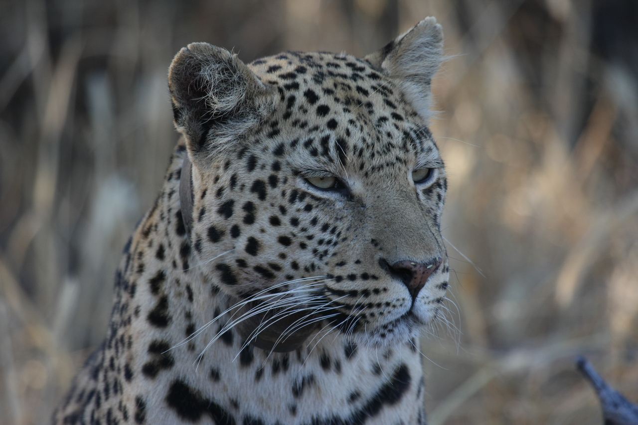 [3187] 2016_06_22_11_23_19_Africa_Canon_EOS_40D_IMG__00743.jpg