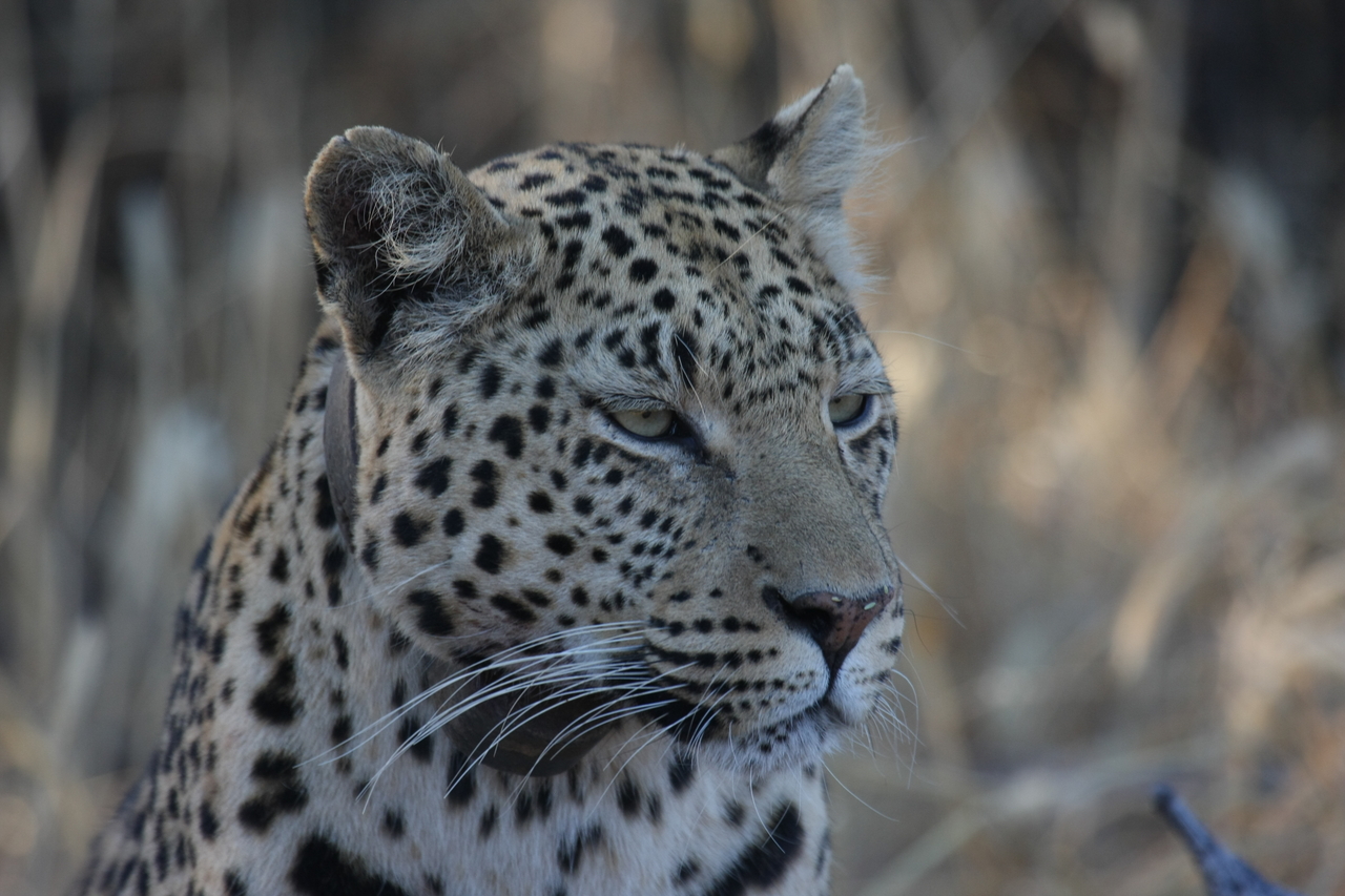 [3196] 2016_06_22_11_23_21_Africa_Canon_EOS_40D_IMG__00746.jpg