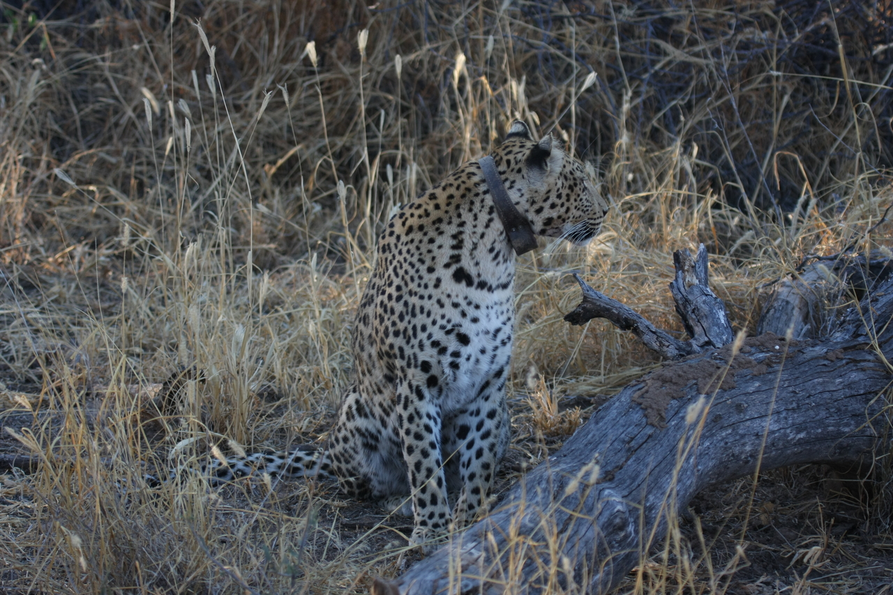 [3202] 2016_06_22_11_23_28_Africa_Canon_EOS_40D_IMG__00748.jpg