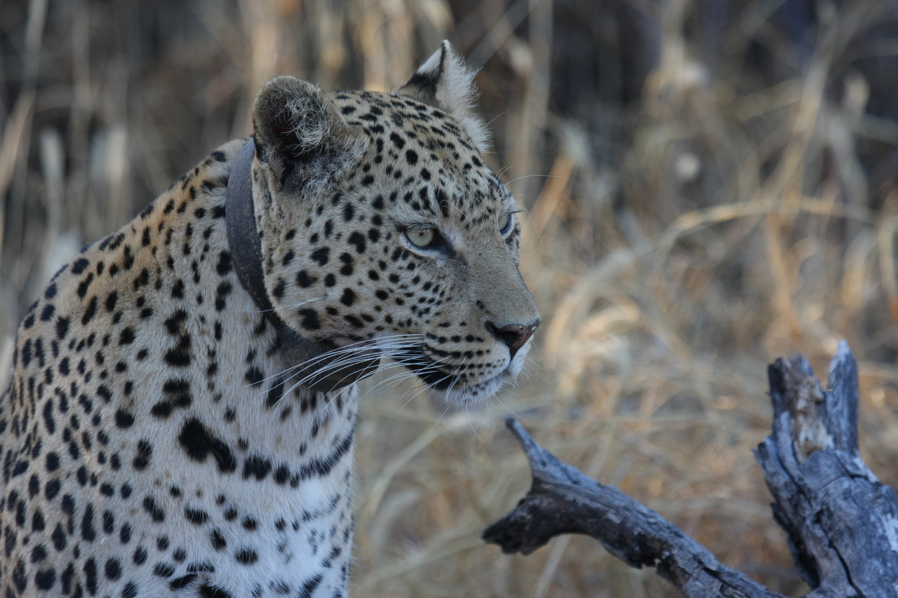 [3231] 2016_06_22_11_24_03_Africa_Canon_EOS_40D_IMG__00733.jpg