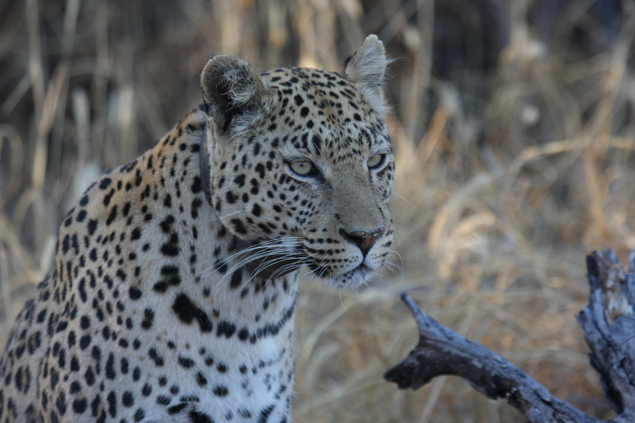 [3234] 2016_06_22_11_24_03_Africa_Canon_EOS_40D_IMG__08198.jpg