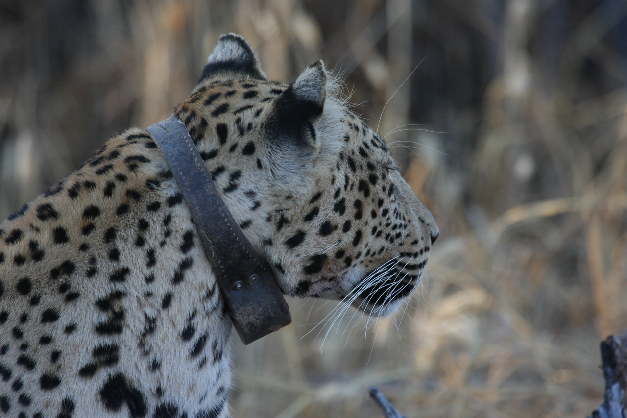 [3242] 2016_06_22_11_24_11_Africa_Canon_EOS_40D_IMG__08200.jpg