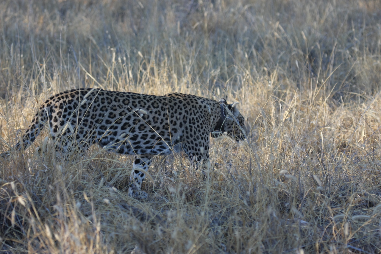 [3245] 2016_06_22_11_24_27_Africa_Canon_EOS_40D_IMG__00737.jpg