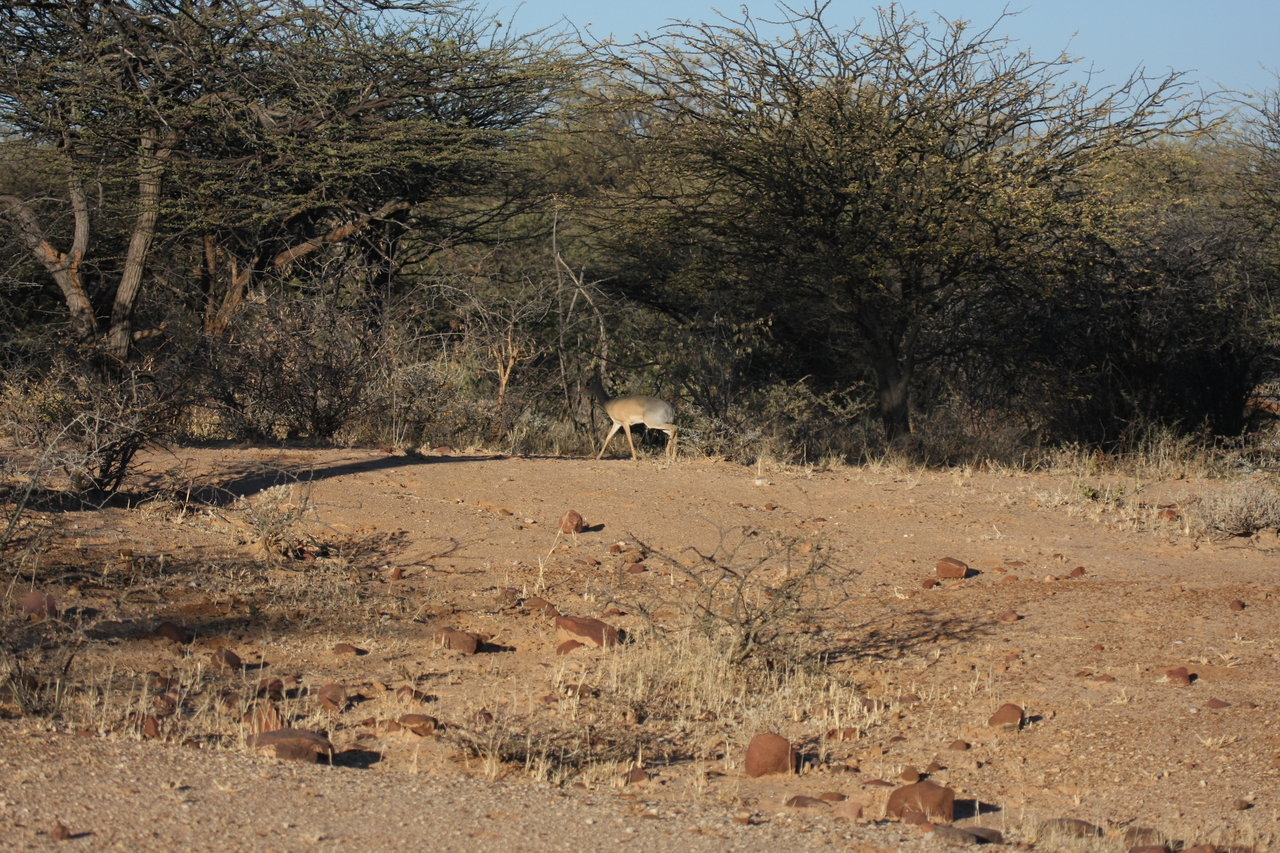 [3255] 2016_06_22_11_32_09_Africa_Canon_EOS_40D_IMG__00741.jpg