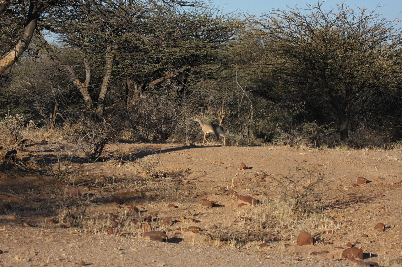 [3265] 2016_06_22_11_32_10_Africa_Canon_EOS_40D_IMG__08209.jpg