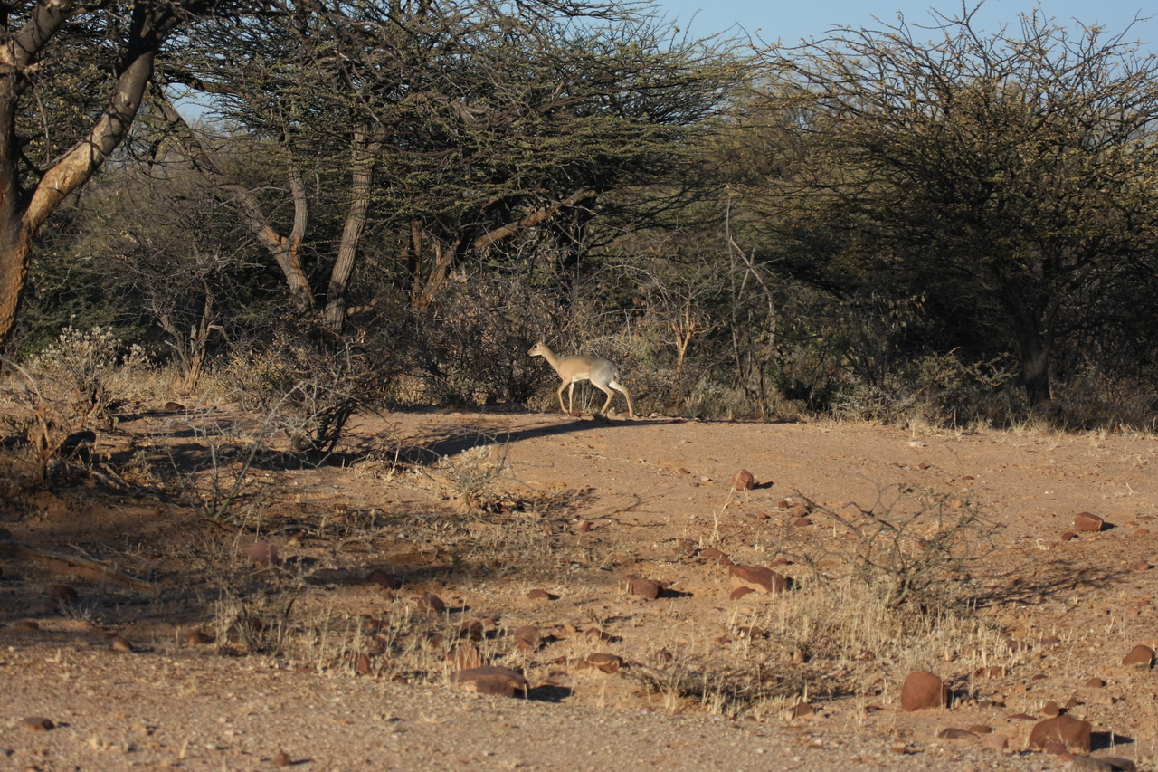 [3266] 2016_06_22_11_32_12_Africa_Canon_EOS_40D_IMG__00744.jpg