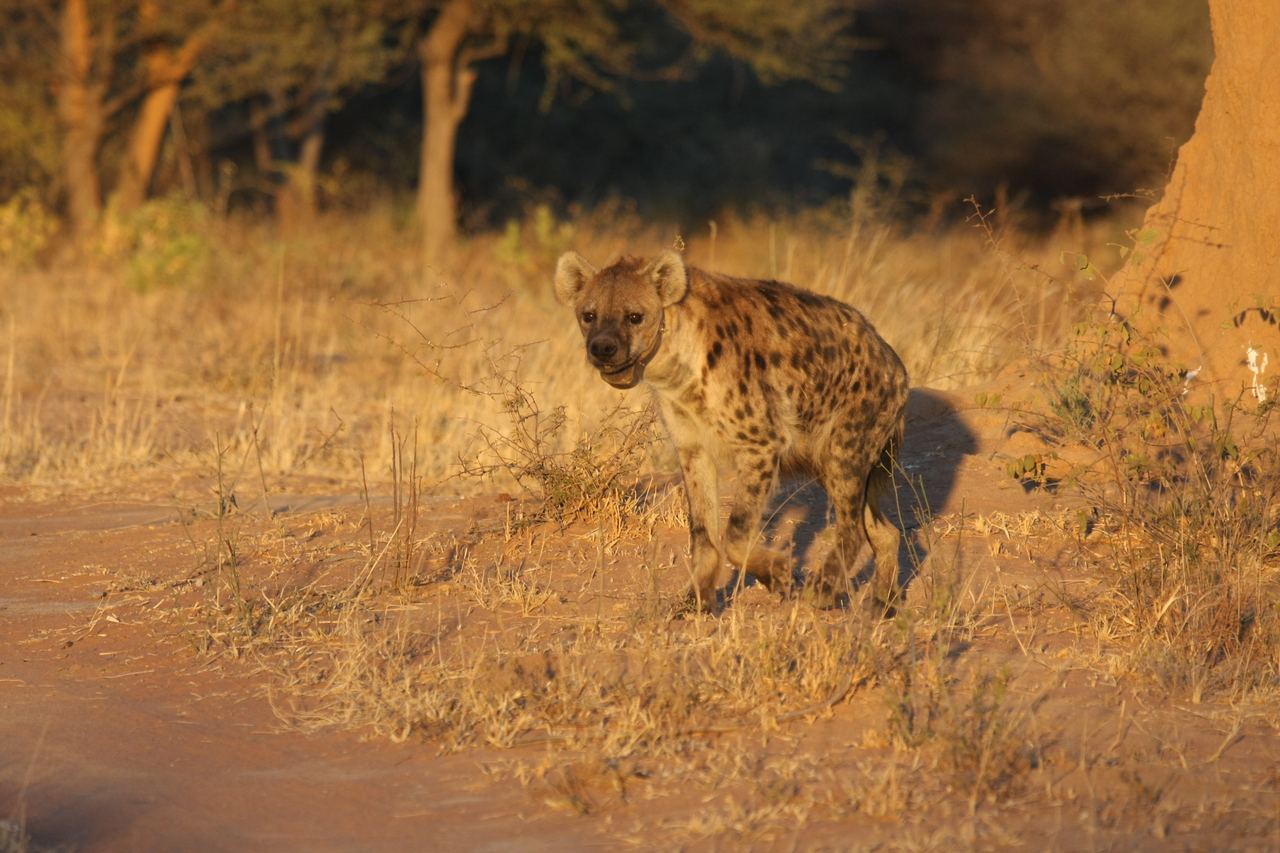 [3281] 2016_06_22_12_04_51_Africa_Canon_EOS_40D_IMG__00745.jpg
