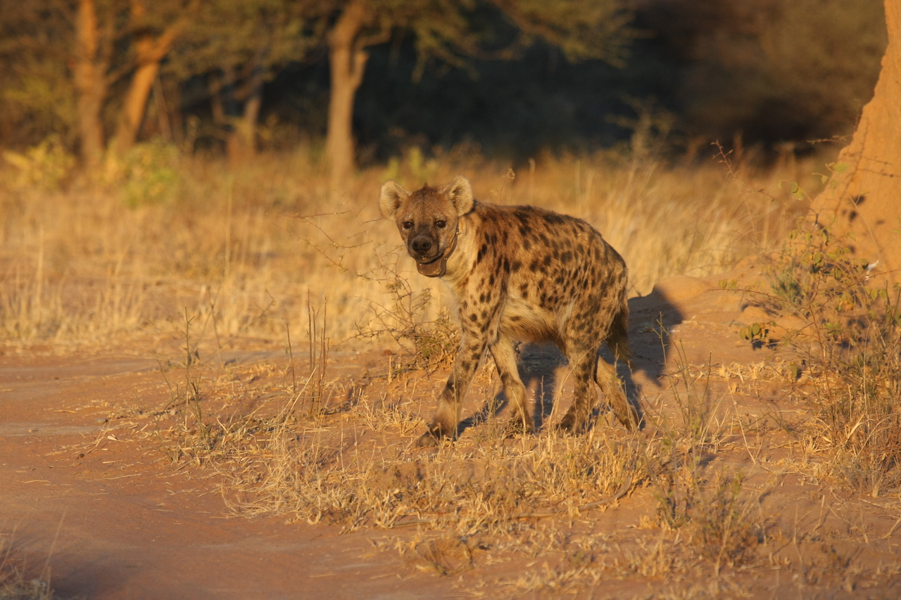 [3286] 2016_06_22_12_04_51_Africa_Canon_EOS_40D_IMG__08212.jpg