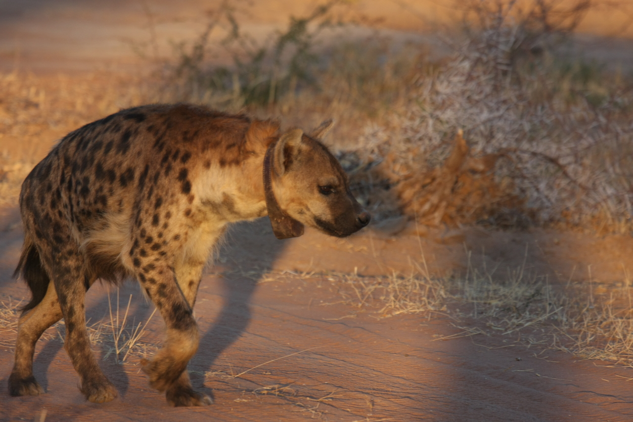 [3311] 2016_06_22_12_05_12_Africa_Canon_EOS_40D_IMG__00774.jpg