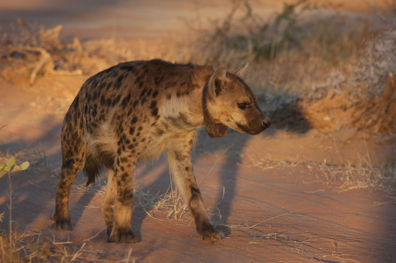 [3312] 2016_06_22_12_05_12_Africa_Canon_EOS_40D_IMG__08220.jpg