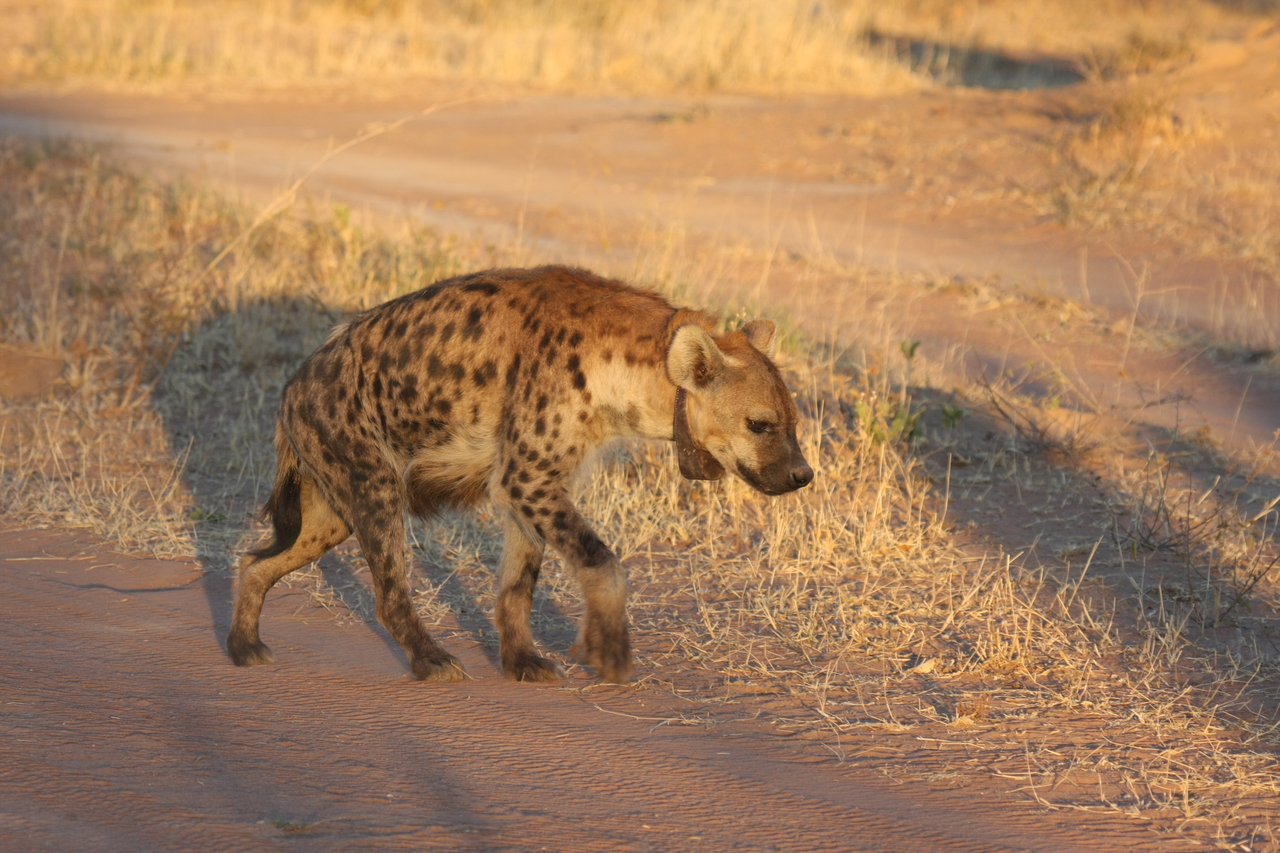 [3320] 2016_06_22_12_05_15_Africa_Canon_EOS_40D_IMG__00777.jpg