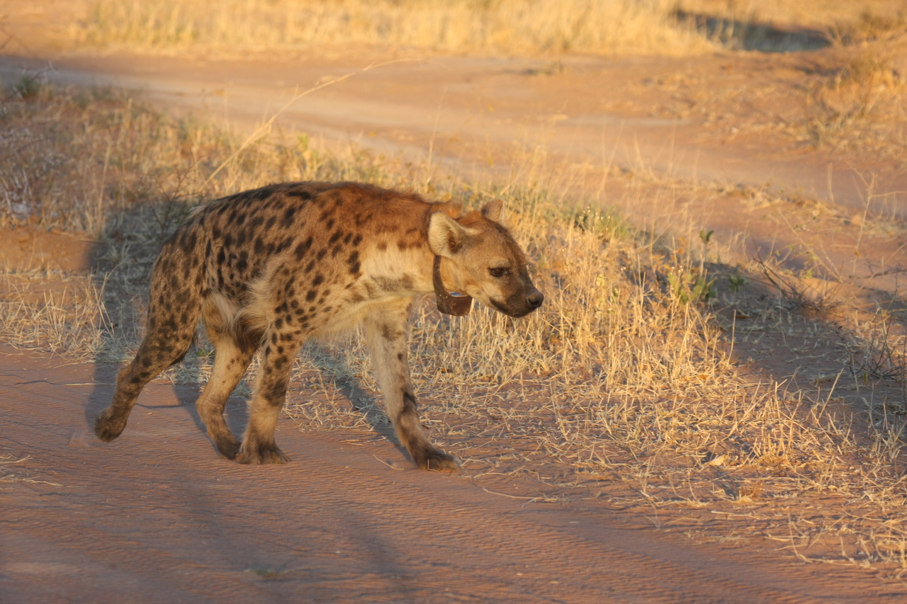 [3321] 2016_06_22_12_05_15_Africa_Canon_EOS_40D_IMG__08223.jpg