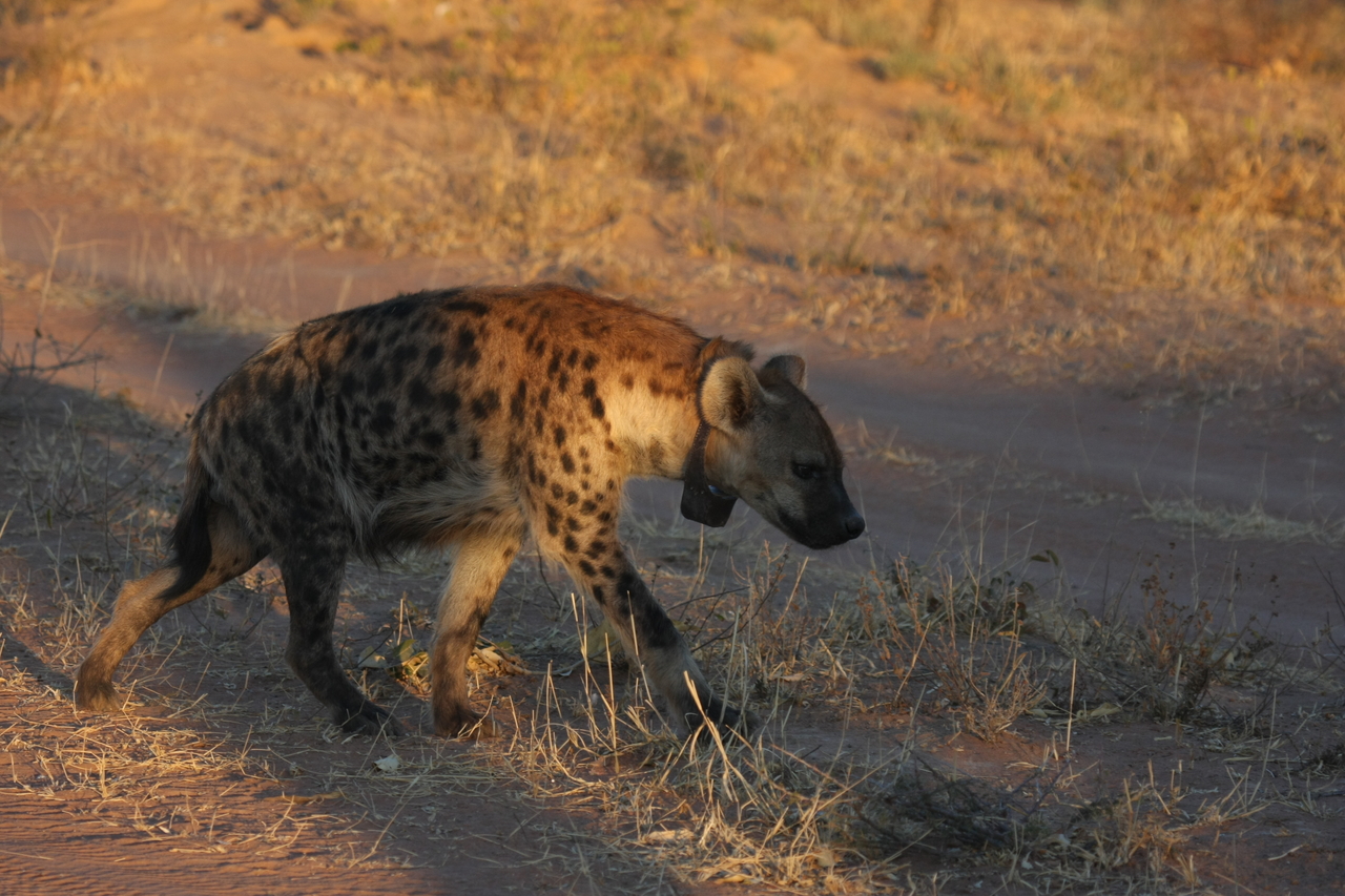 [3324] 2016_06_22_12_05_17_Africa_Canon_EOS_40D_IMG__00778.jpg