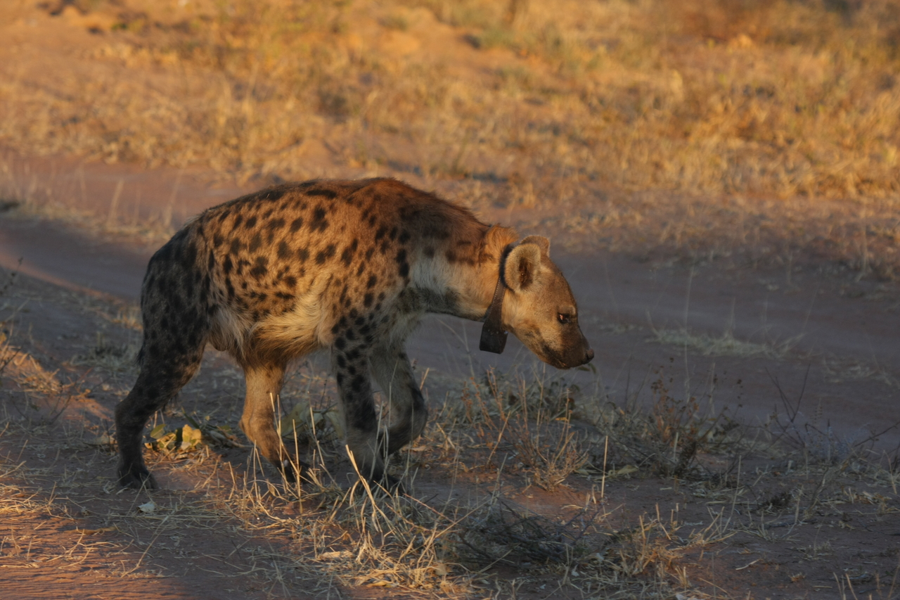 [3326] 2016_06_22_12_05_18_Africa_Canon_EOS_40D_IMG__00760.jpg