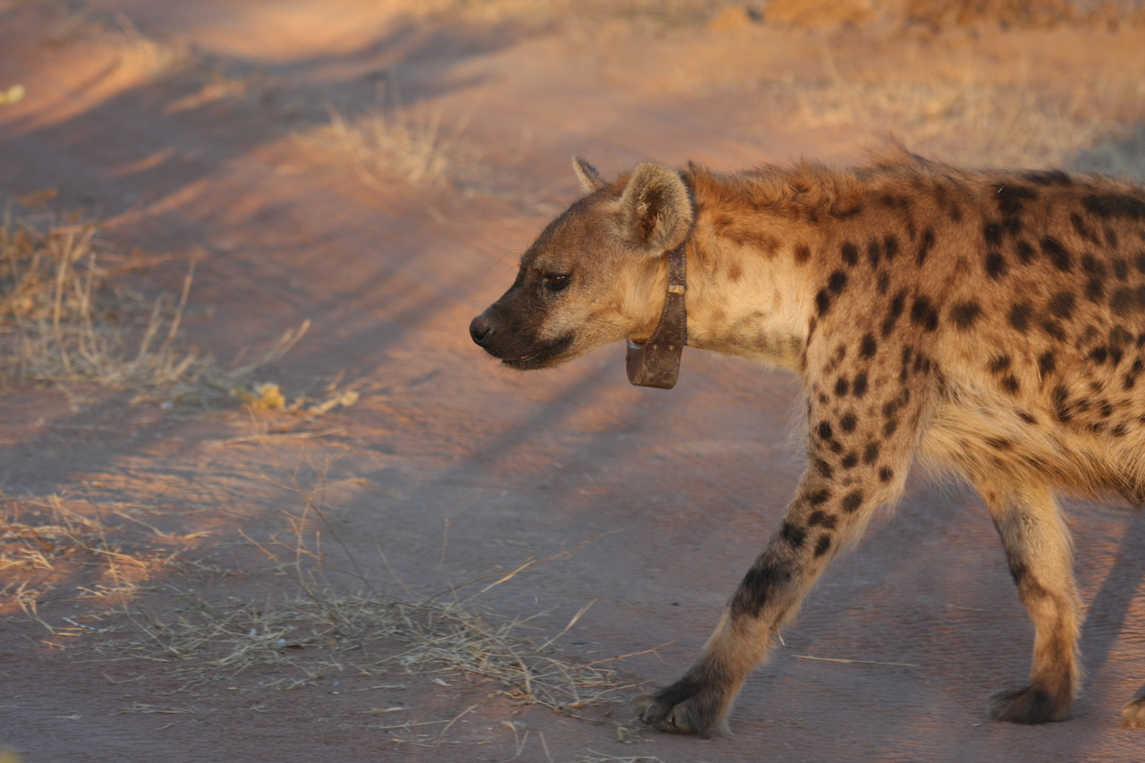 [3343] 2016_06_22_12_05_47_Africa_Canon_EOS_40D_IMG__08231.jpg