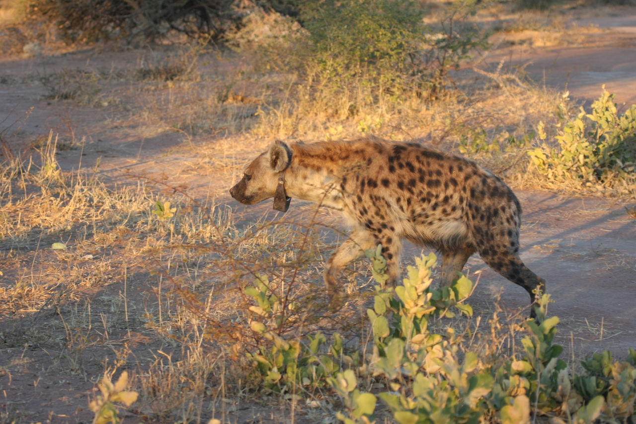 [3345] 2016_06_22_12_05_49_Africa_Canon_EOS_40D_IMG__00785.jpg