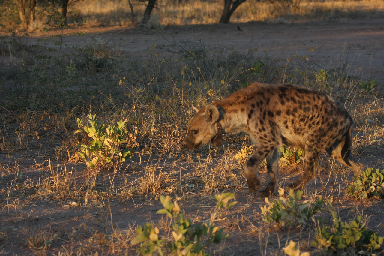[3348] 2016_06_22_12_05_52_Africa_Canon_EOS_40D_IMG__00768.jpg