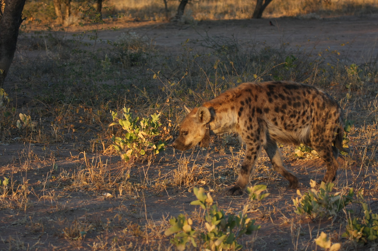 [3355] 2016_06_22_12_05_52_Africa_Canon_EOS_40D_IMG__08235.jpg